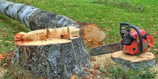 Best Root Management and Removal  in Jamesburg, NJ