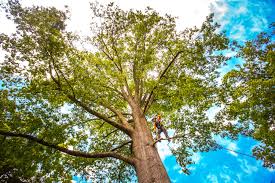 Tree and Shrub Care in Jamesburg, NJ