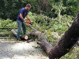 Best Arborist Consultation Services  in Jamesburg, NJ