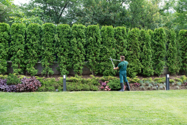 Professional Tree Removal in Jamesburg, NJ