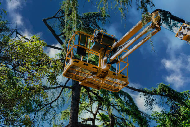 How Our Tree Care Process Works  in  Jamesburg, NJ