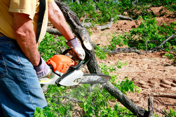 Best Tree Maintenance Programs  in Jamesburg, NJ